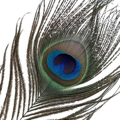 Лоскітка LOCKINK SEVANDA Natural Peacock Flirting Feather Tickler, пір&rsquo;я павича та страуса SX0895 фото